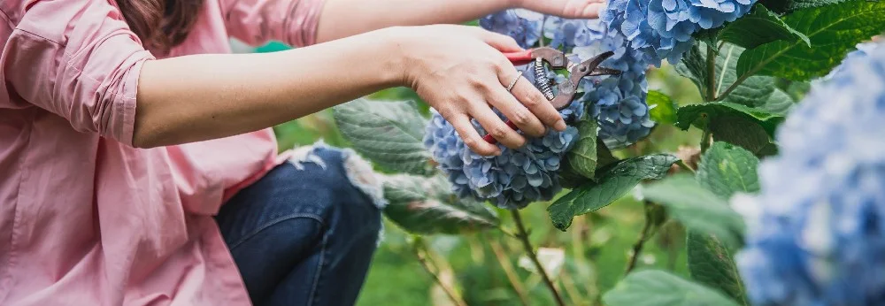 Person schneidet blaue Hortensie mit Gartenschere